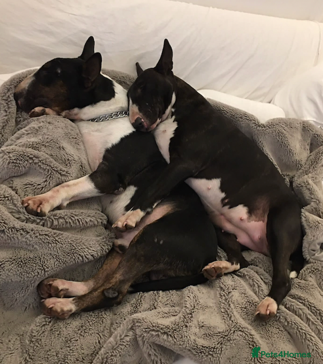 English Bull Terrier dogs for sale: Champion line EBT Puppies - Image 19