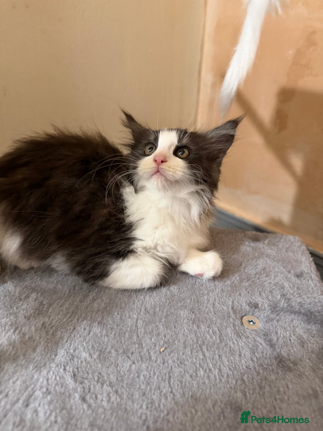 Maine Coon cats for sale: Mainecoon boy xx large  - Advert 22