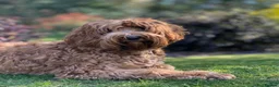 Australian Labradoodle dogs for sale: **MR BRINKLEY'S GENUINE ALD PUPPIES** - Advert 37