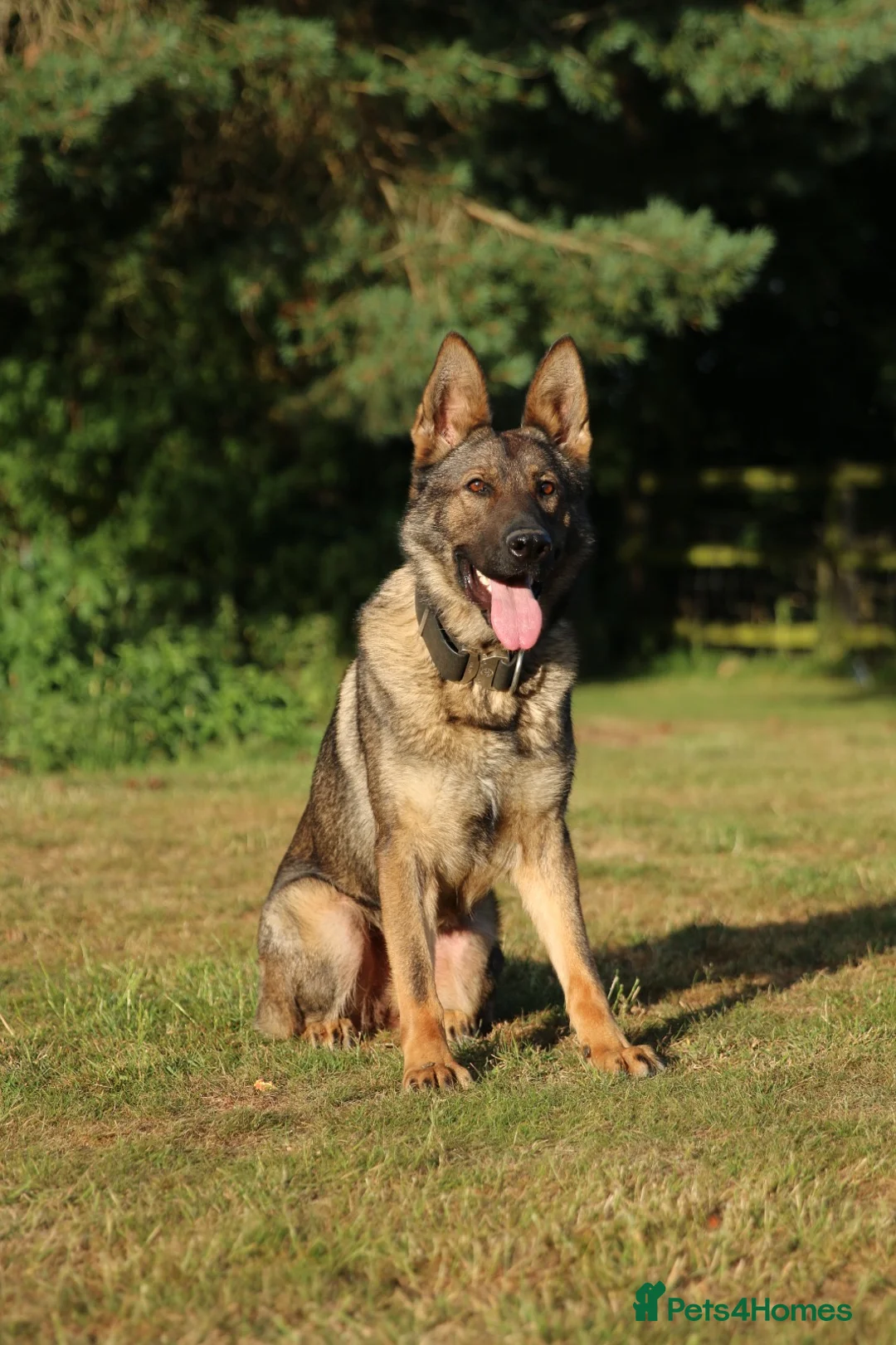 German Shepherd dogs for sale: Beautiful Trained Sable German Shepherd - Advert 1