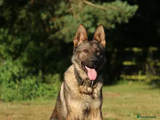 German Shepherd dogs Beautiful Trained Sable German Shepherd - Advert 3