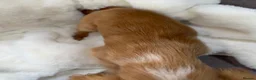 Cocker Spaniel dogs for sale: Show cocker spaniel boy puppies - Advert 28
