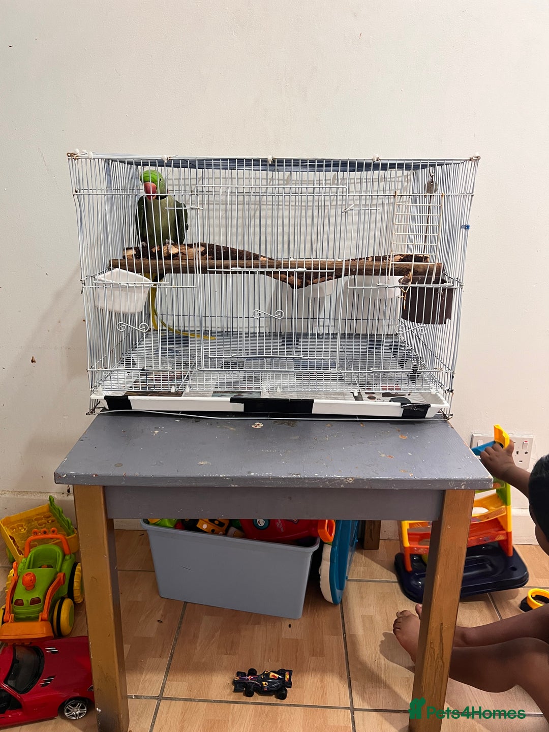 Parrots birds for sale: Alexandrine male - Image 12