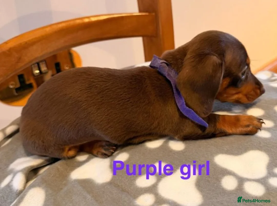 Miniature Dachshund dogs for sale: Miniature Dachshund puppies - Advert 2