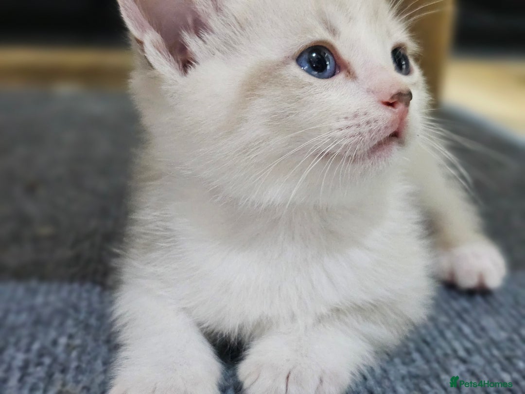 Ragdoll cats for sale: Soo cudly and playfull, two litters! - Advert 22