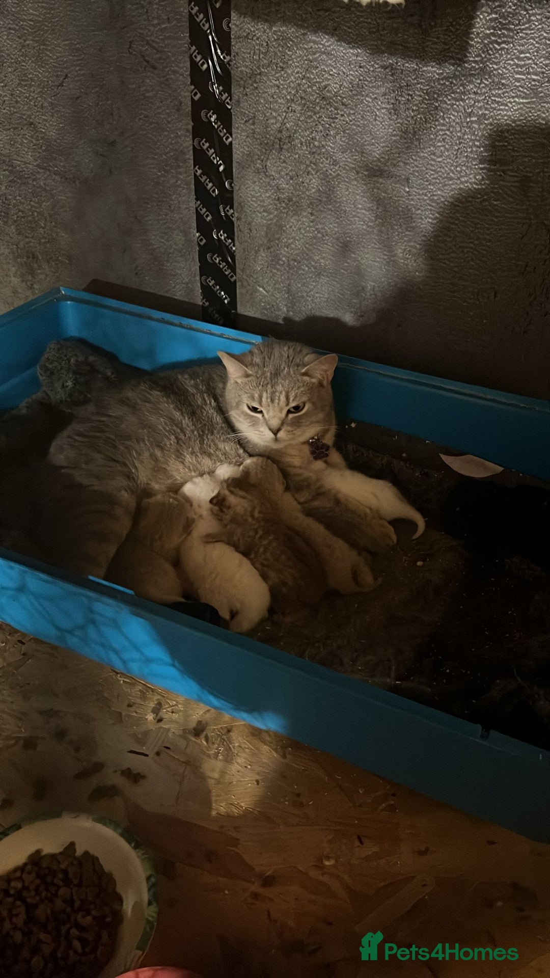 British Shorthair cats for sale: 🐾 Pure BSH Kittens 🐾  - Advert 31