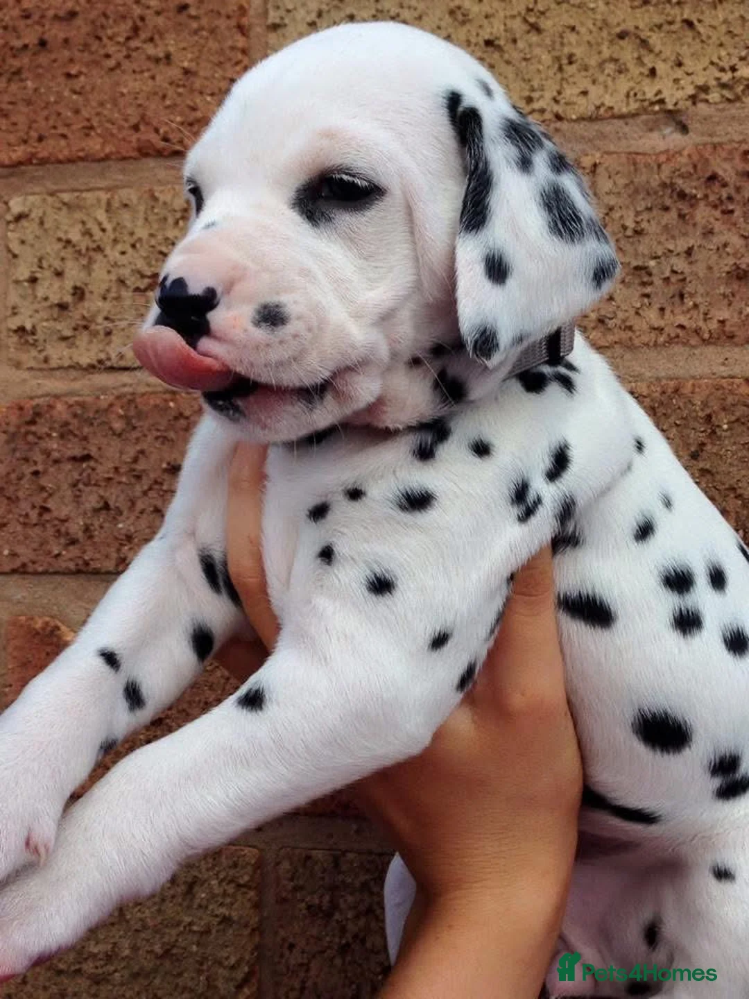 Dalmatian dogs for sale: Exceptional Dalmatian Puppies.  - Advert 8