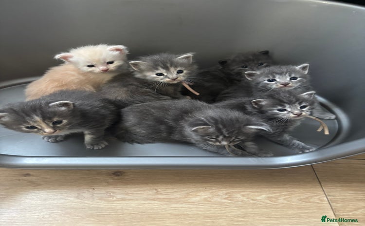 Maine Coon cats - Advert 2