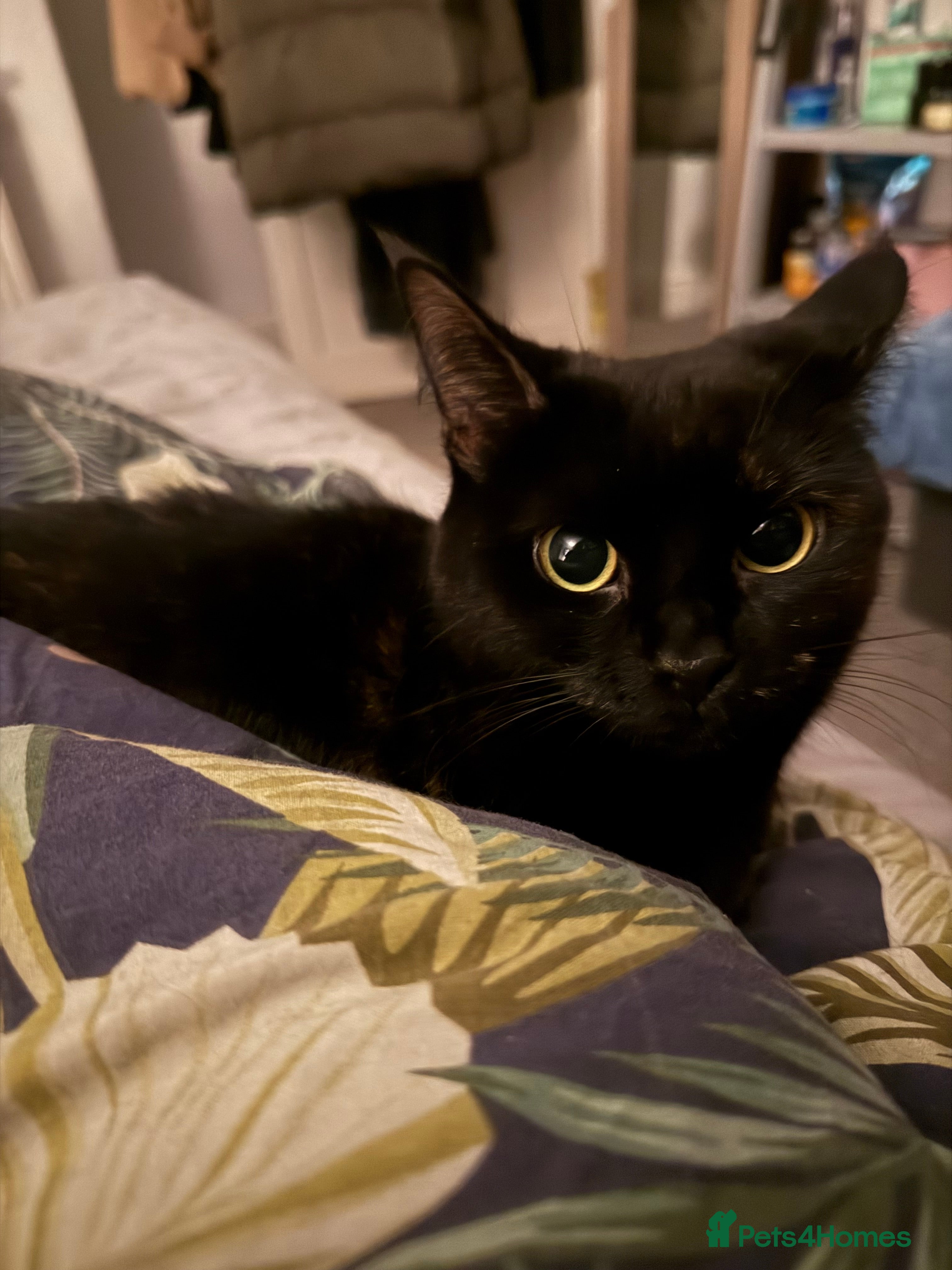 Mixed Breed cats Beautiful almost 3 year old Cat - Advert 1