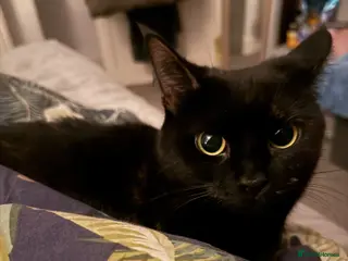 Mixed Breed cats Beautiful almost 3 year old Cat - Advert 1