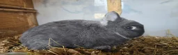 Netherland Dwarf rabbits for sale: Netherland dwarf kits  fully vaxxed *read ad* - Advert 4