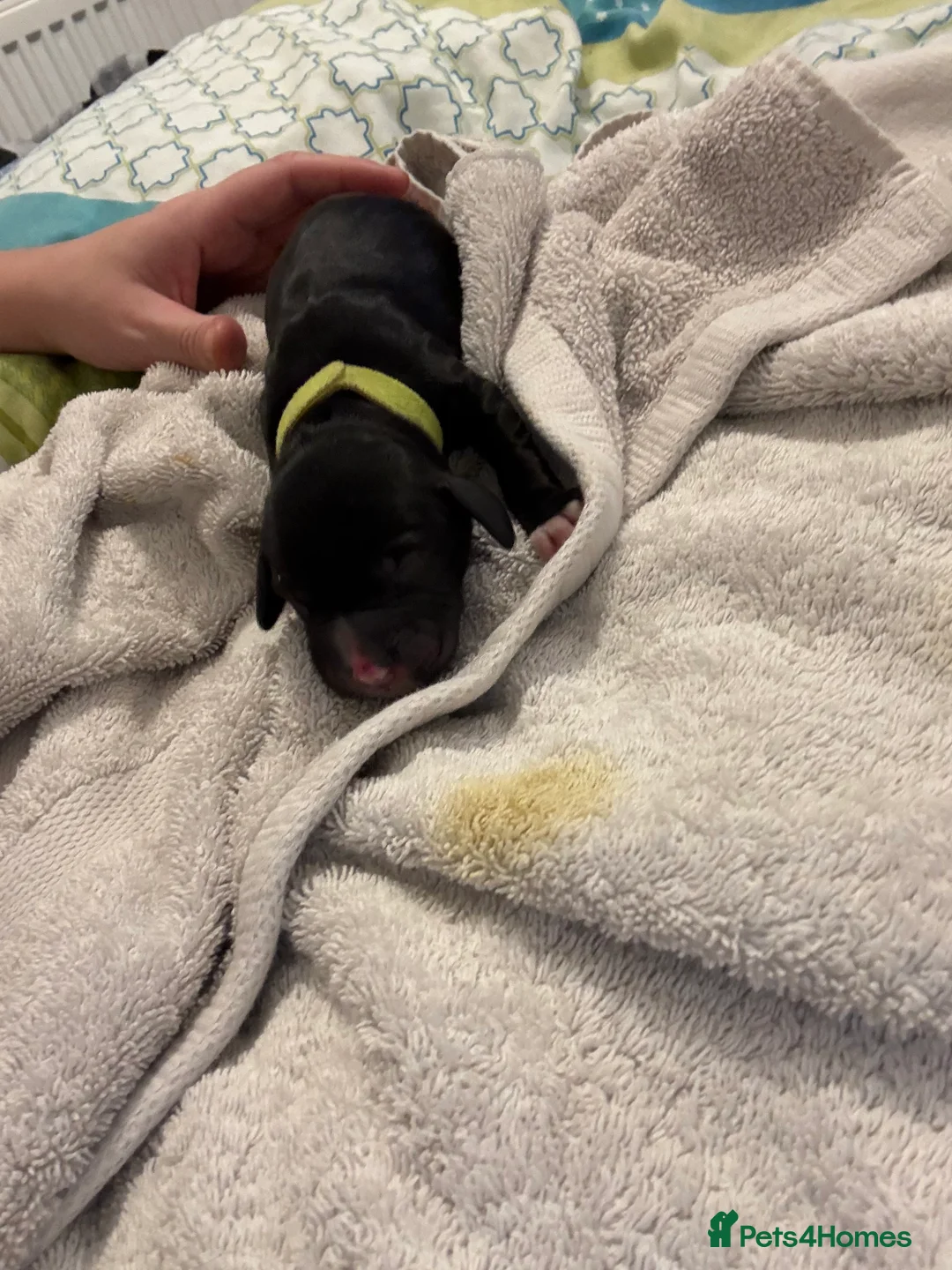 English Springer Spaniel dogs for sale: Spaniel puppies for sale  - Advert 5