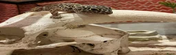 Leopard Gecko reptiles for sale: Leopard Gecko Female - Advert 5