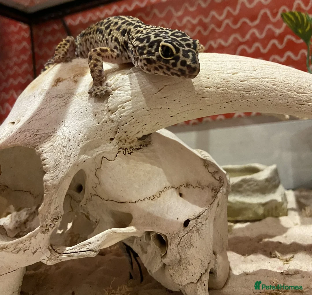 Leopard Gecko reptiles for sale: Leopard Gecko Female - Advert 5