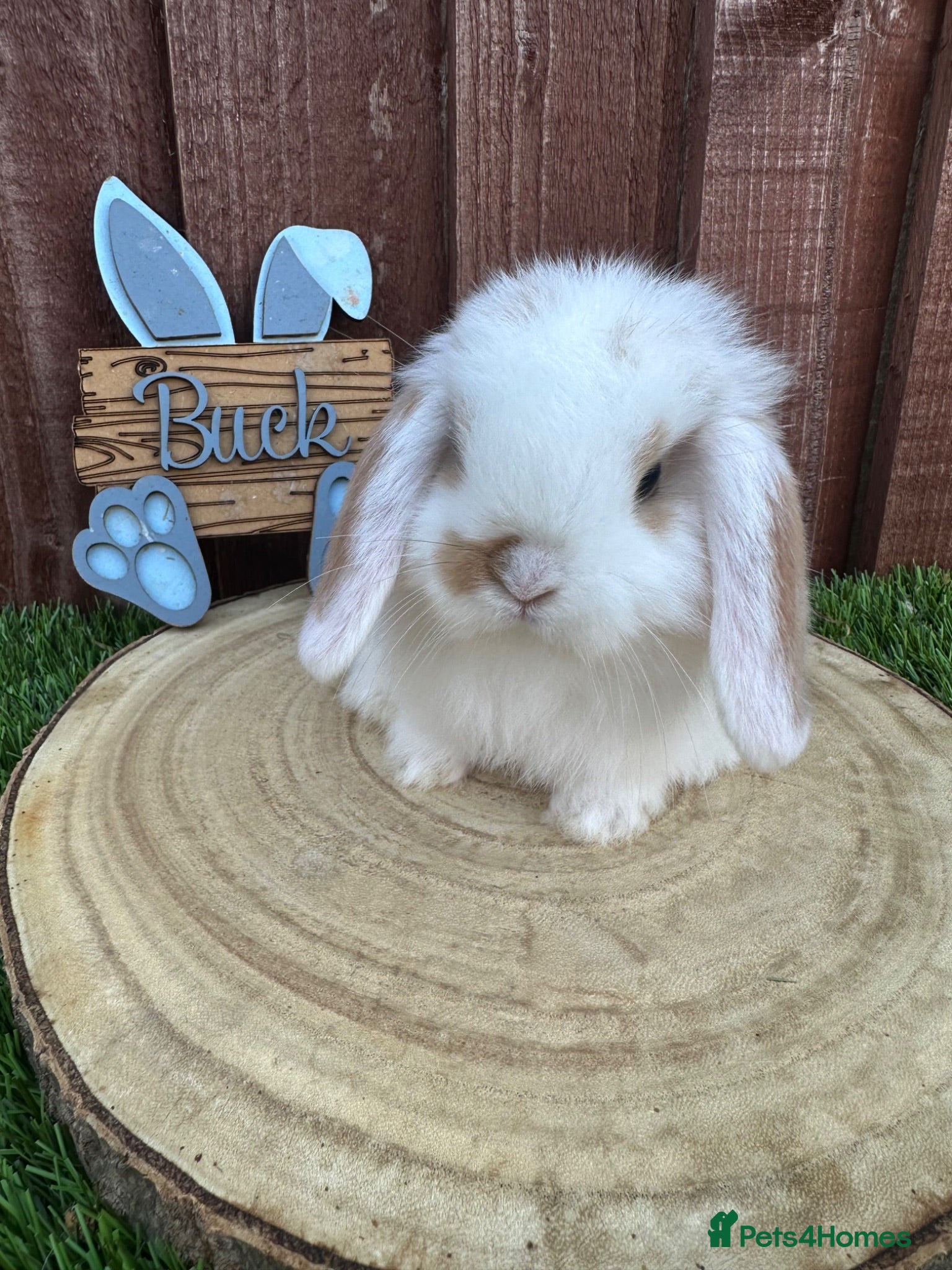 Mini Lop rabbits 🥰😍Stunning purebred mini lops ready to reserve  - Advert 6