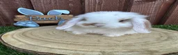 Mini Lop rabbits for sale: 🥰😍Stunning purebred mini lops ready to reserve  - Advert 8