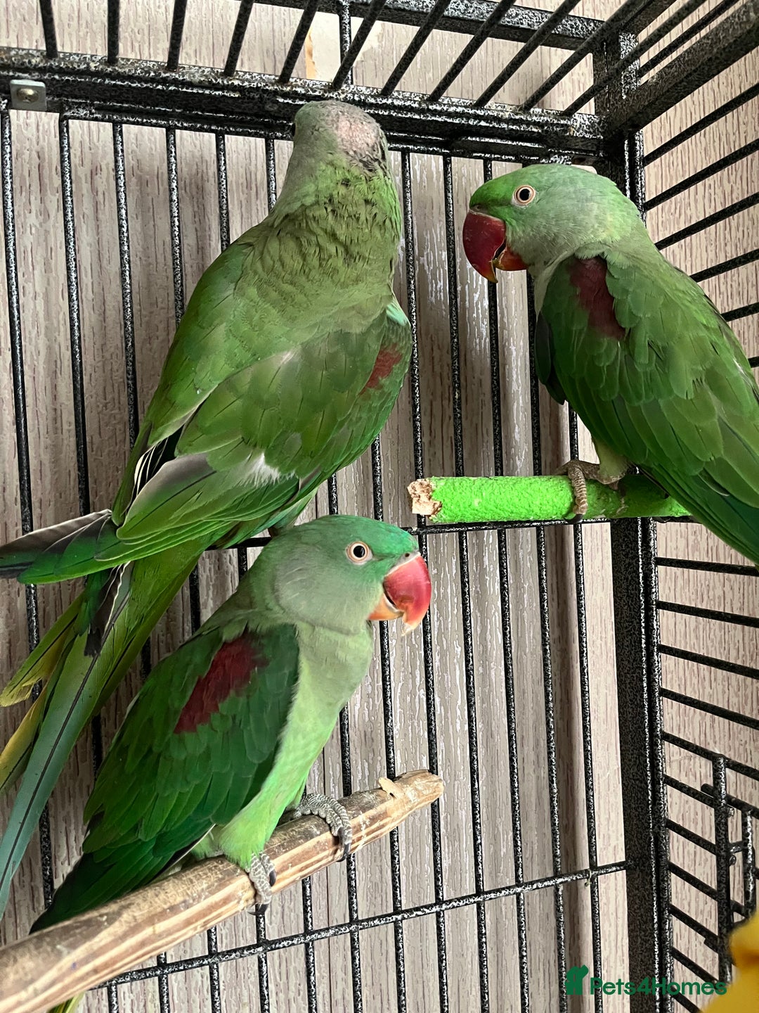 Parakeets birds for sale: Alexandrines for sale - Image 5