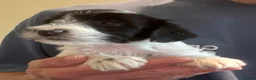 Tibetan Terrier dogs for sale: Lovely KC Reg Tibetan terrier puppies - Advert 8