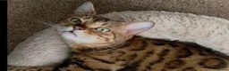 Mixed Breed cats for sale: Bengal x British shorthair kittens  - Advert 3