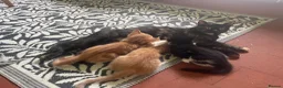 Mixed Breed cats for sale: Beautiful kittens ready for their forever homes  - Advert 17