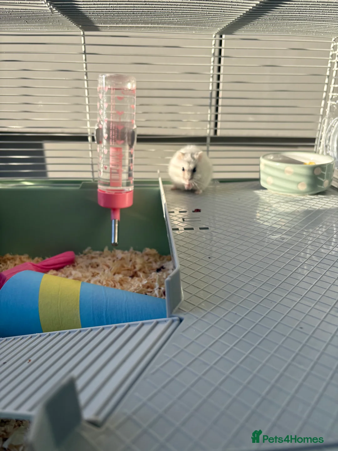 Hamster rodents for sale: Hamster Bean - Advert 14