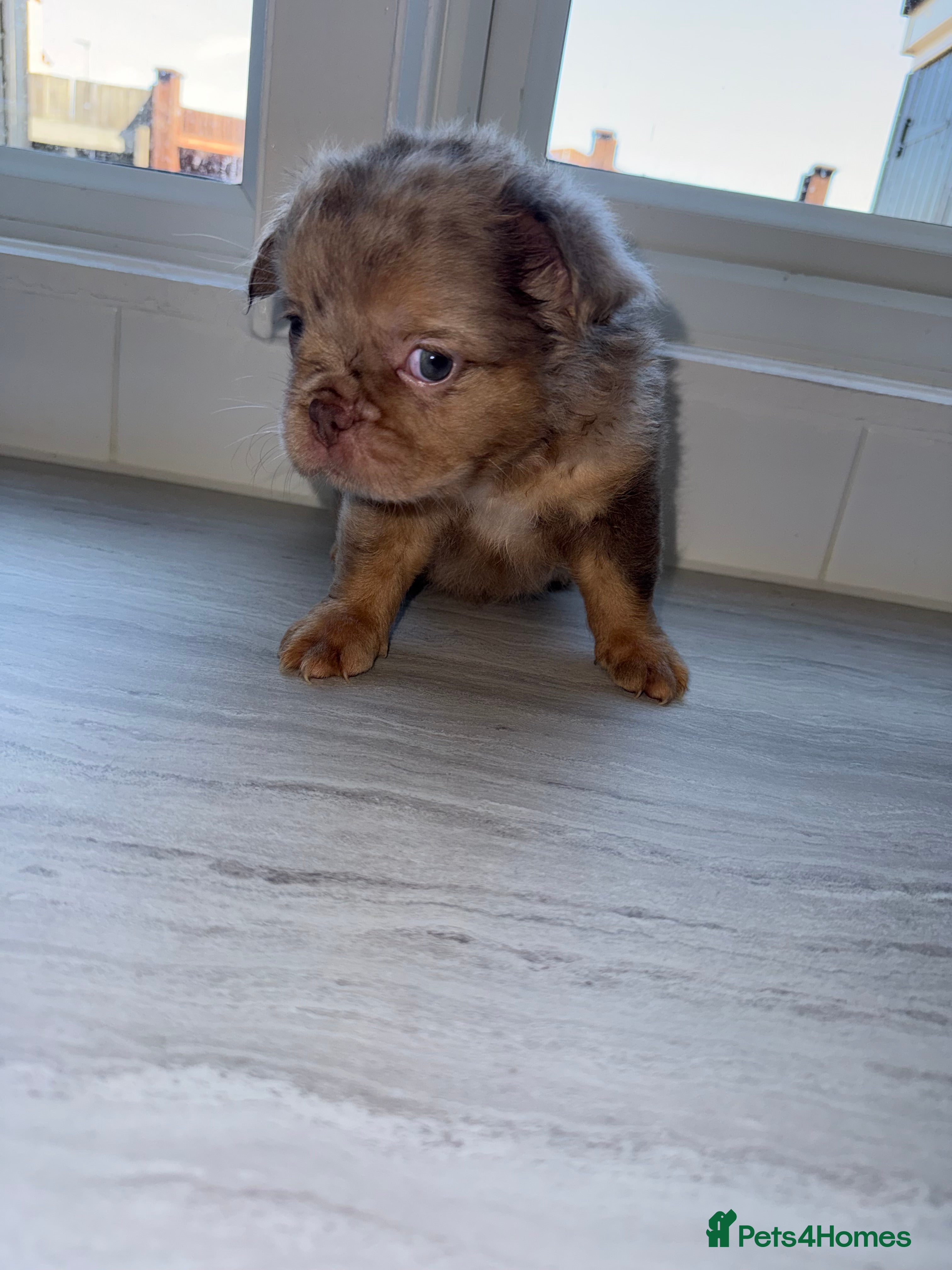 French Bulldog dogs PRICE DROP!!! - Pink Carrier - New Shade Isebella  - Advert 2
