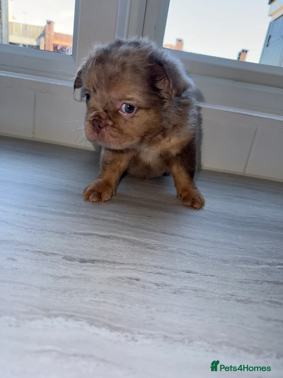 French Bulldog dogs for sale: BARGAIN!!! - Pink Carrier - New Shade Isebella  - Advert 2