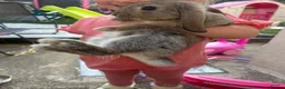 Mini Lop rabbits for sale: Mini lop male  - Advert 4