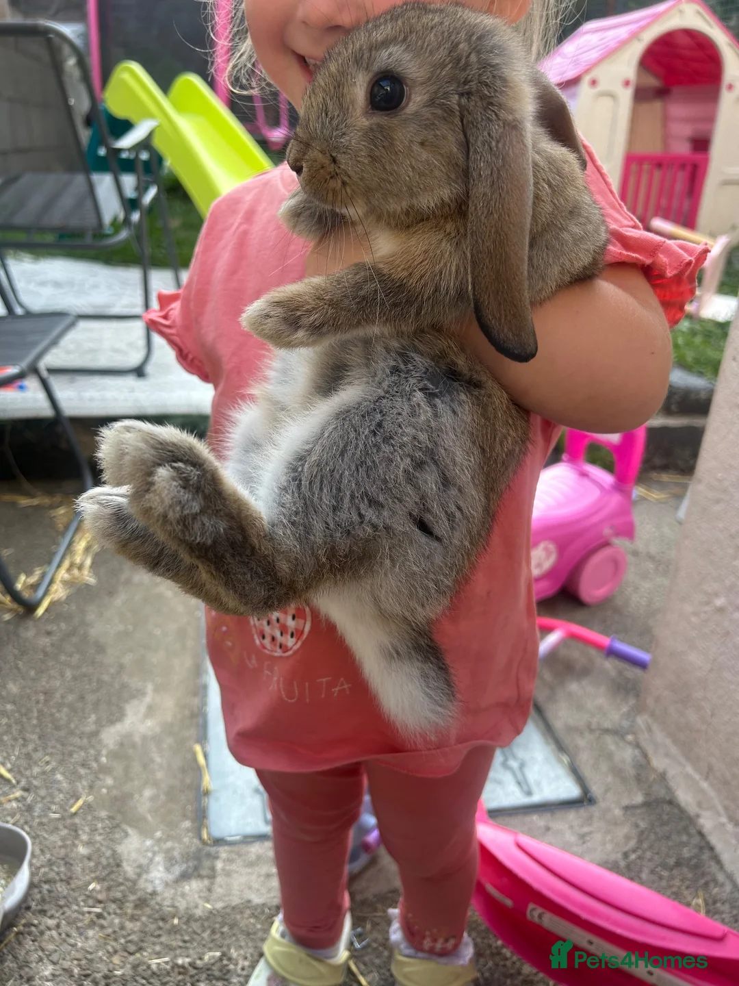 Mini Lop rabbits for sale: Mini lop male  - Advert 4