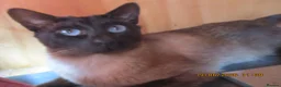 Siamese cats for sale: siamese kittens - Advert 11