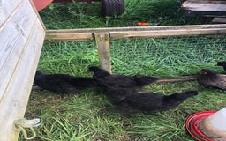 Chickens poultry for sale: SIX PURE BRED BLACK SILKY BANTAMS  - Image 2