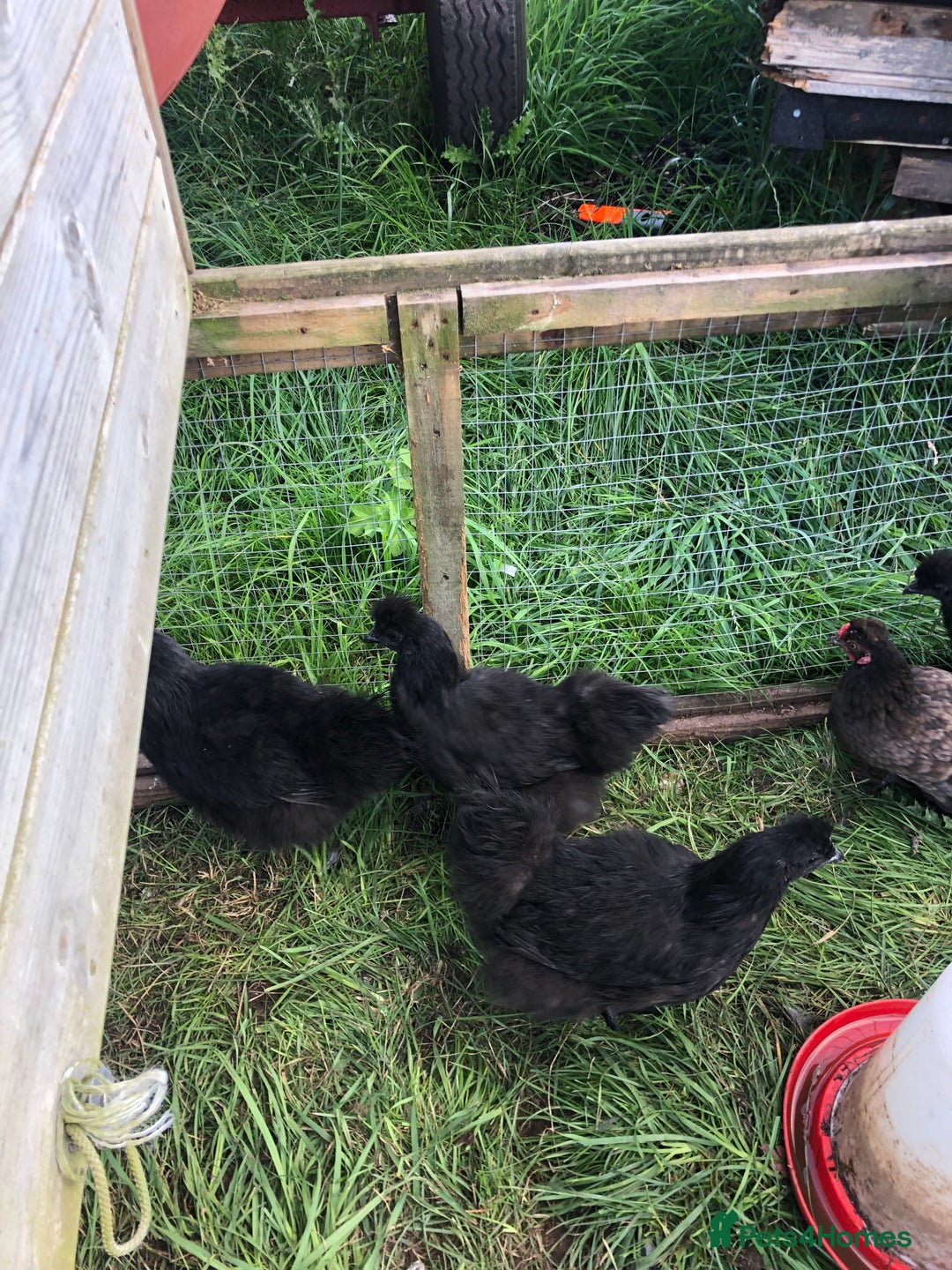 Chickens poultry for sale: SIX PURE BRED BLACK SILKY BANTAMS  - Image 2