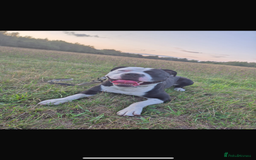 Mixed Breed dogs for sale: American bulldog x staffy available  - Image 3