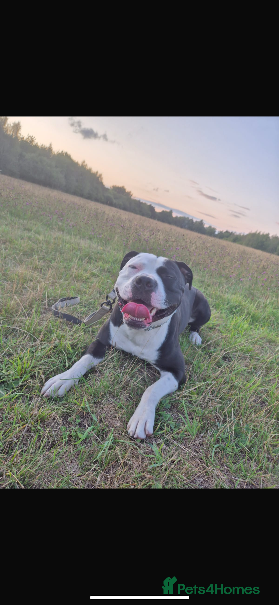 Mixed Breed dogs for sale: American bulldog x staffy available  - Image 3