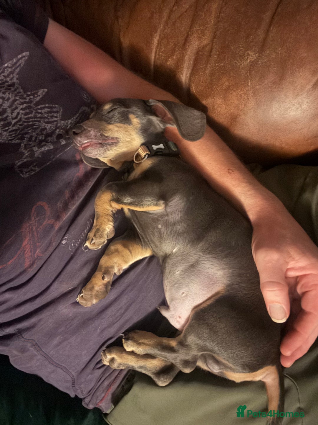 Miniature Dachshund dogs for sale: Blue and tan Miniature Smooth Dachshund  - Image 8