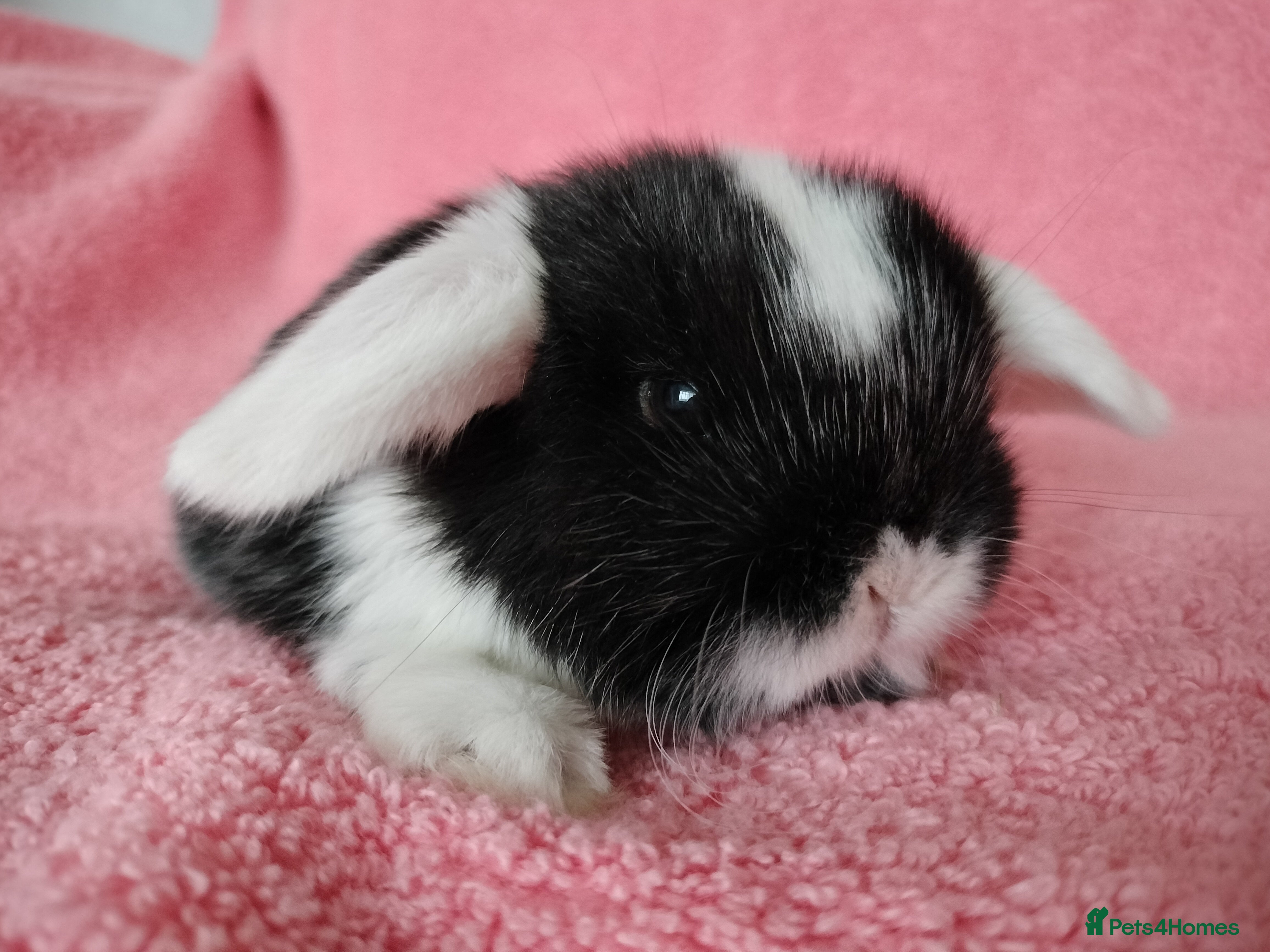 Mini Lop rabbits Baby mini lops for sale  - Advert 5