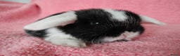 Mini Lop rabbits for sale: Baby mini lops for sale  - Advert 7