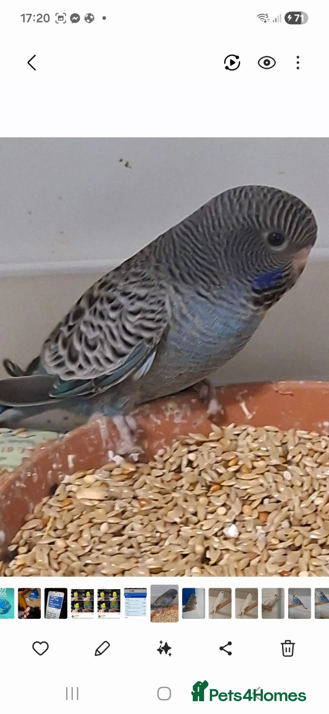 Budgerigars birds for sale: Blue Bf babies in Rotherham - Advert 2