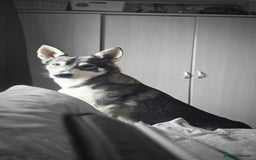 Mixed Breed dogs for sale: Northern Inuit cross American akita  - Image 30