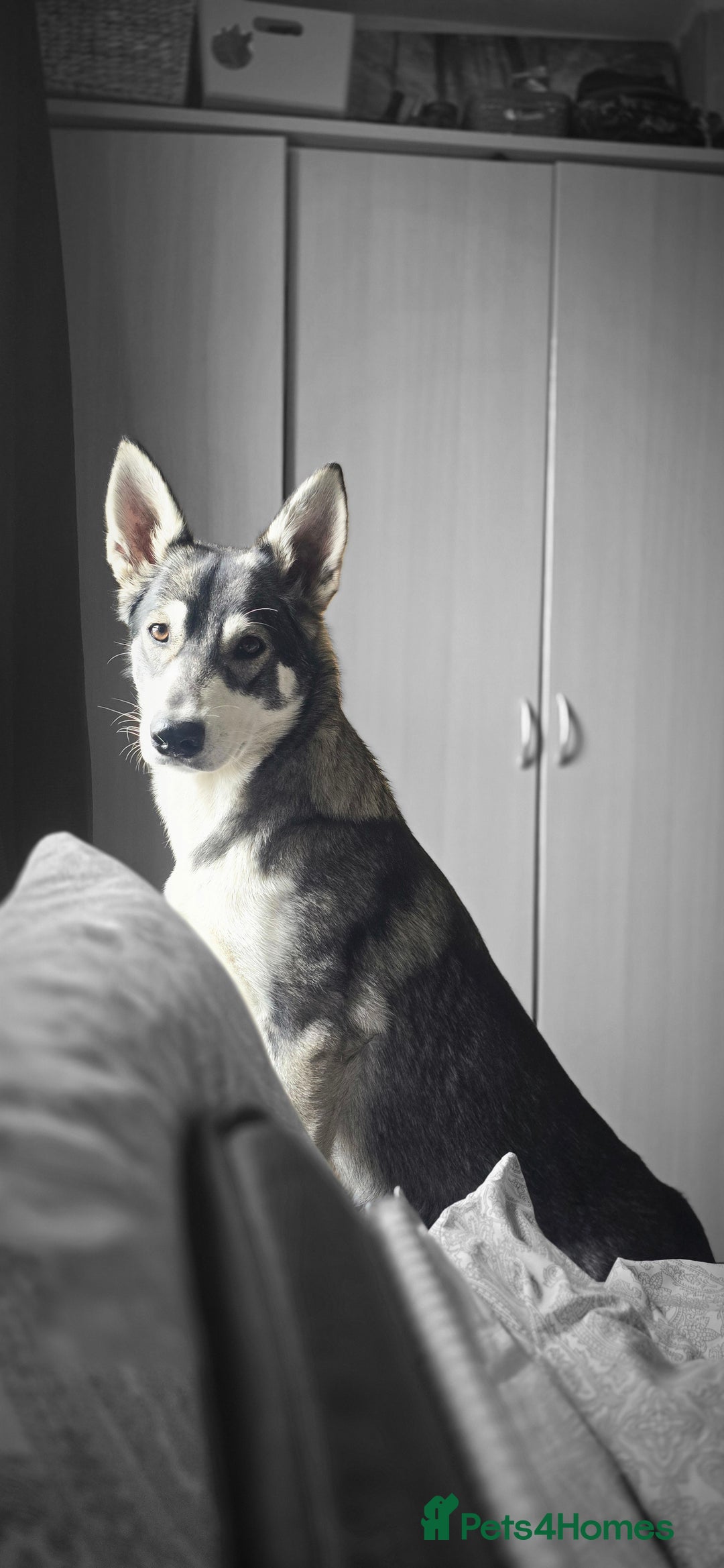 Mixed Breed dogs for sale: Northern Inuit cross American akita  - Image 30