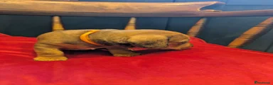 Miniature Dachshund 2