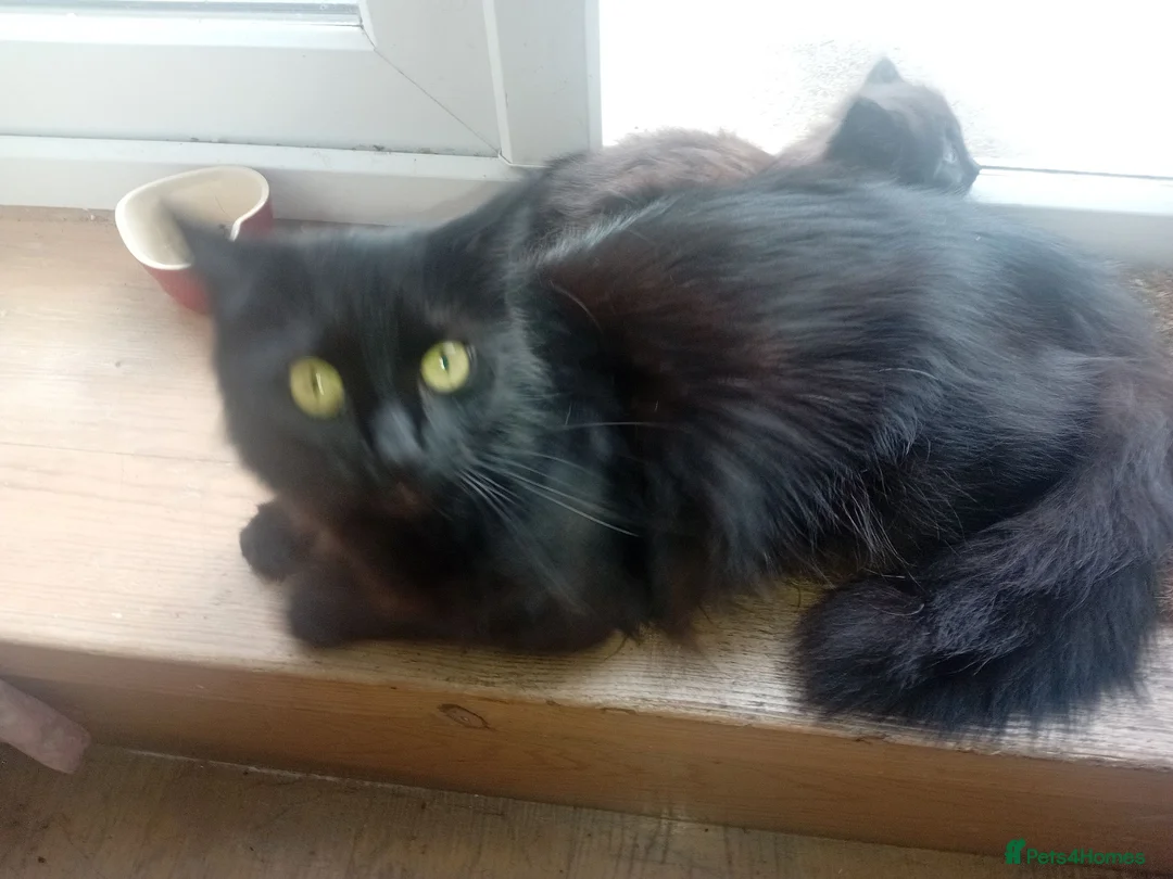 Persian cats for sale:  8 Persian kittens, Blue, Black and Black & White. - Advert 33