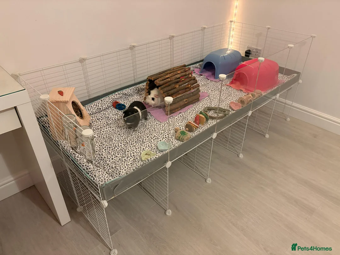 Guinea Pig rodents for sale: Milo and Max looking for a new home in Dartford - Advert 5