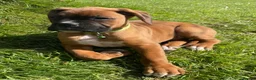 Boxer dogs for sale: Beautifull Boxer pups fully vaccinated - Advert 3
