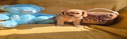 Cavalier King Charles Spaniel dogs for sale: Beautiful  Cavalier  puppies  - Advert 9