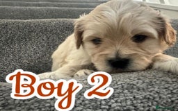 Mixed Breed dogs for sale: 🐾 Adorable Puppies Ready for Forever Homes 🐾 - Advert 8