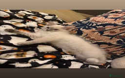 Ragdoll cats for sale: Ragdoll kitten  - Image 3