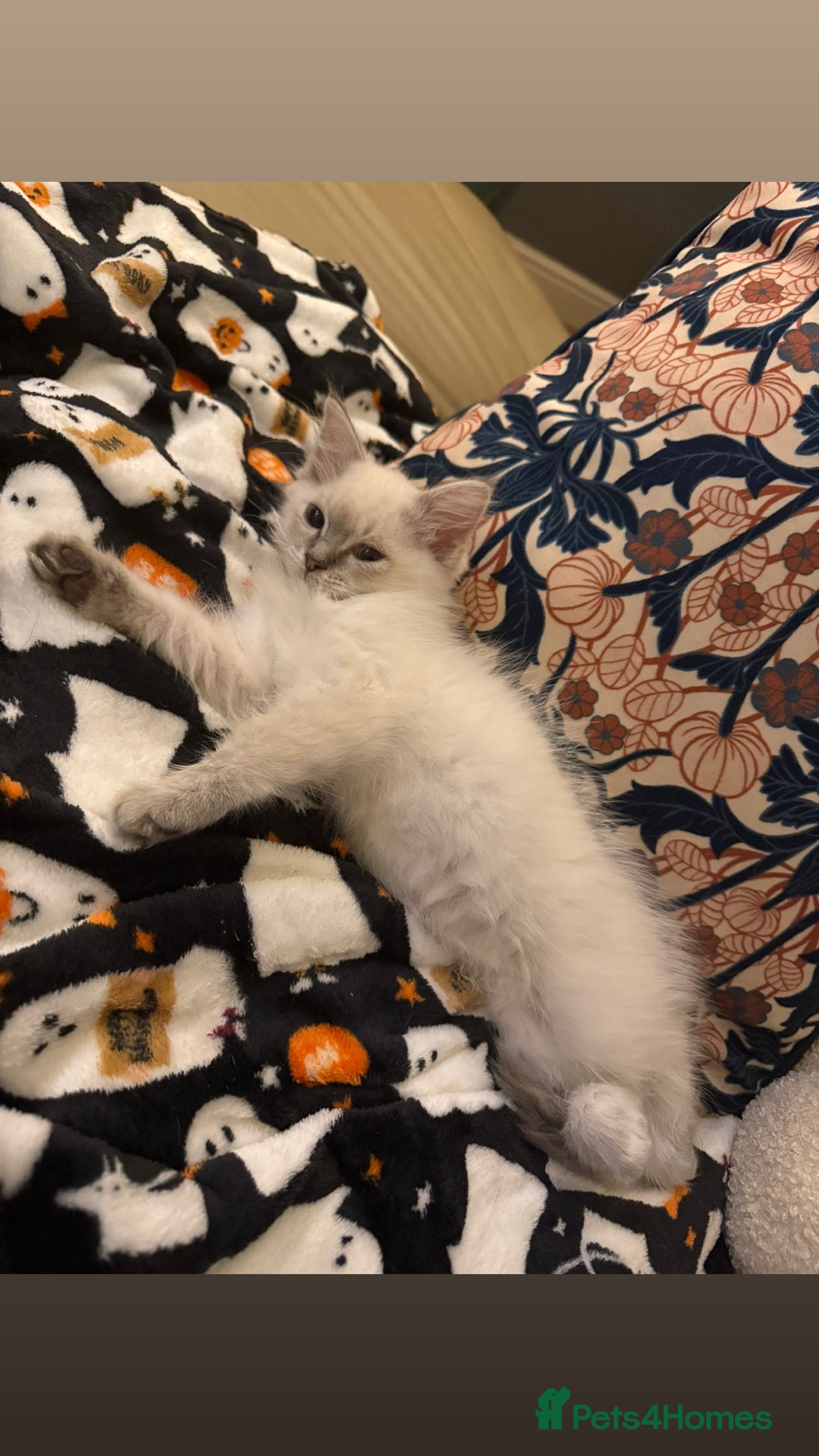 Ragdoll cats for sale: Ragdoll kitten  - Image 3