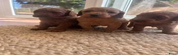 Cockapoo dogs for sale: Outstanding cockapoo puppies  - Advert 14