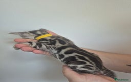 Bengal cats for sale: TICA large/clouded rosettes snow bengal kittens  - Image 16
